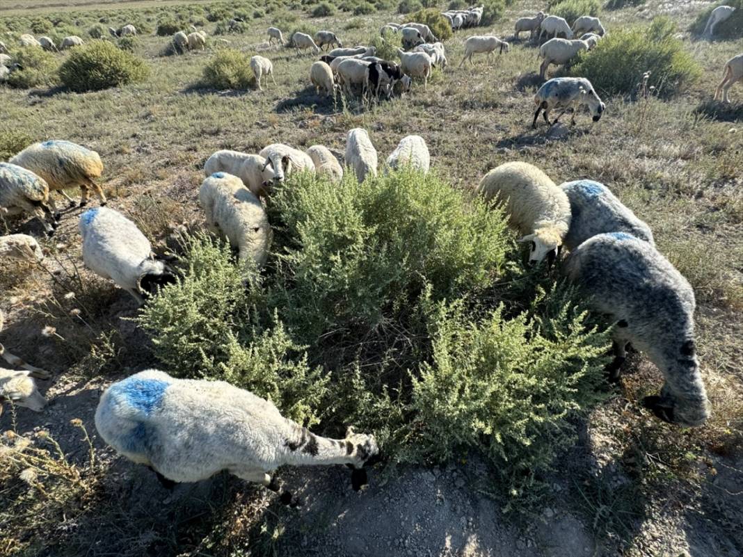 800 bin küçükbaş hayvan bu şehirde bedava otlatılacak! 2 saatlik beslenme 24 saat enerjiye bedel 6